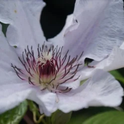 Bosrank (Clematis 'Snow Queen') -Aanbiedingen Bloem Land Winkel clematis snow queen 1