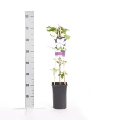 Aanbiedingen Bloem Land Winkel -Aanbiedingen Bloem Land Winkel clematis snow queen