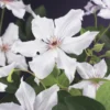 Bosrank (Clematis 'Snow Queen') -Aanbiedingen Bloem Land Winkel clematis snow queen 2
