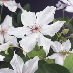 Aanbiedingen Bloem Land Winkel 30 Bosrank (Clematis 'Snow Queen')