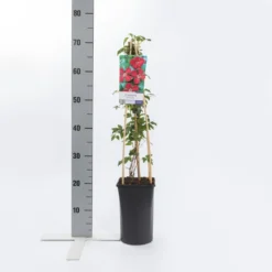 Bosrank (Clematis Viticella 'Rubra') -Aanbiedingen Bloem Land Winkel clematis vit. rubra 1