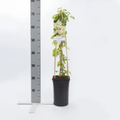 Aanbiedingen Bloem Land Winkel -Aanbiedingen Bloem Land Winkel clematis vitalba