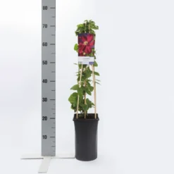 Bosrank (Clematis 'Voluceau') -Aanbiedingen Bloem Land Winkel clematis voluceau