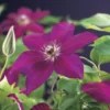 Bosrank (Clematis 'Westerplatte') -Aanbiedingen Bloem Land Winkel clematis westerplatte 2 1