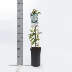 Bosrank (Clematis 'Yukikomachi') -Aanbiedingen Bloem Land Winkel clematis yukikomachi