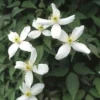 Bosrank (Clematis Montana 'Alba') -Aanbiedingen Bloem Land Winkel clmontan 1 1