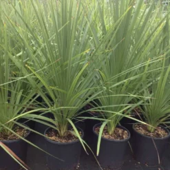 Cordyline (Cordyline Australis) 29 Cordyline (Cordyline Australis) -Aanbiedingen Bloem Land Winkel cordyline australis