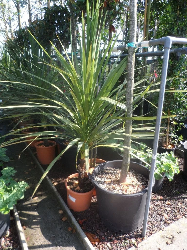 Cordyline (Cordyline Australis) 9 Cordyline (Cordyline Australis) - Afbeelding 7