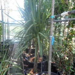 Cordyline (Cordyline Australis) 23 Cordyline (Cordyline Australis) -Aanbiedingen Bloem Land Winkel cordyline australis 150 175 cont