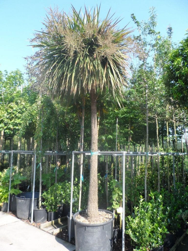 Cordyline (Cordyline Australis) 14 Cordyline (Cordyline Australis) - Afbeelding 12
