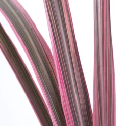 Cordyline (Cordyline 'Can Can') -Aanbiedingen Bloem Land Winkel cordyline cancan01