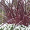 Cordyline (Cordyline 'Can Can') 1 Cordyline (Cordyline 'Can Can') -Aanbiedingen Bloem Land Winkel cordyline cancan02