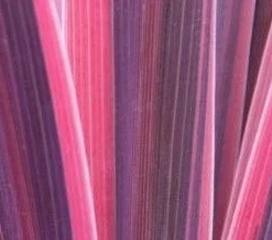 Cordyline (Cordyline 'Southern Splendour') -Aanbiedingen Bloem Land Winkel cordylinessplendour01 2