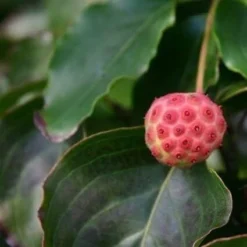 Kornoelje (Cornus Kousa 'China Girl') -Aanbiedingen Bloem Land Winkel cornus kousa china girl