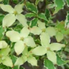 Bonte Kornoelje (Cornus Kousa 'Samaritan')