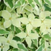 Bonte Kornoelje (Cornus Kousa 'Summerfun') -Aanbiedingen Bloem Land Winkel cornus kousa summerfun