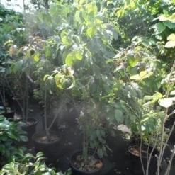 Veelbloemige Kornoelje (Cornus Florida 'Cloud Nine') -Aanbiedingen Bloem Land Winkel cornus florida 150 175 200 c50 1