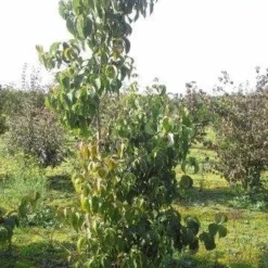 Veelbloemige Kornoelje (Cornus Florida 'Cloud Nine') -Aanbiedingen Bloem Land Winkel cornus florida 180