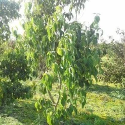 Veelbloemige Kornoelje (Cornus Florida 'Cloud Nine') -Aanbiedingen Bloem Land Winkel cornus florida 180 3
