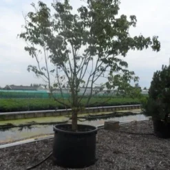 Veelbloemige Kornoelje (Cornus Florida 'Cloud Nine') -Aanbiedingen Bloem Land Winkel cornus florida 350 400 c750 1