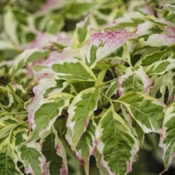 Kornoelje (Cornus Florida 'Cherokee Daybreak') -Aanbiedingen Bloem Land Winkel cornus florida cherokee daybreak 1