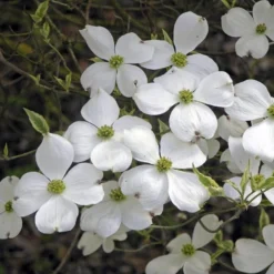 Kornoelje (Cornus Florida 'Cherokee Daybreak') -Aanbiedingen Bloem Land Winkel cornus florida cherokee daybreak 2