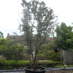 Amerikaanse Kornoelje (Cornus Florida 'Rubra') -Aanbiedingen Bloem Land Winkel cornus florida rubra 400 500 c750