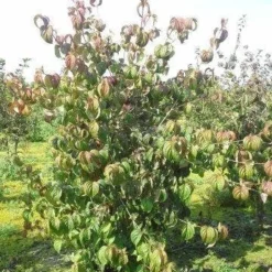 Kornoelje (Cornus Kousa 'China Girl') -Aanbiedingen Bloem Land Winkel cornus kousa 180 2