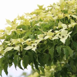 Kornoelje (Cornus Kousa 'China Girl') -Aanbiedingen Bloem Land Winkel cornus kousa china girl