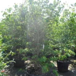 Kornoelje (Cornus Kousa 'China Girl') -Aanbiedingen Bloem Land Winkel cornus kousa china girl 200 250 c90