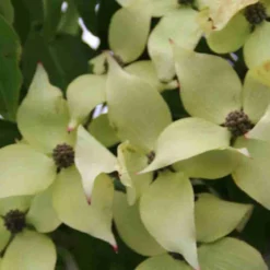 Kornoelje (Cornus Kousa 'China Girl') -Aanbiedingen Bloem Land Winkel cornus kousa china girl 2