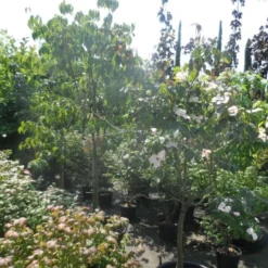 Japanse Kornoelje (Cornus Kousa) -Aanbiedingen Bloem Land Winkel cornus kousa in soorten halfstam c50