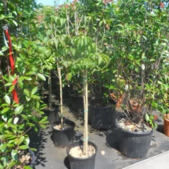 Japanse Kornoelje (Cornus Kousa) -Aanbiedingen Bloem Land Winkel cornus kousa satomi 100stam c20