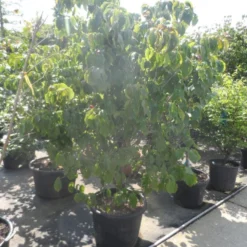 Japanse Kornoelje (Cornus Kousa) -Aanbiedingen Bloem Land Winkel cornus kousa satomi 200 225