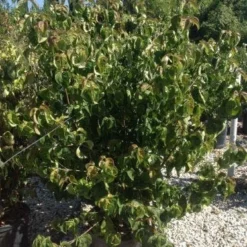 Japanse Kornoelje (Cornus Kousa 'Weisse Fontaine') 8 Japanse Kornoelje (Cornus Kousa 'Weisse Fontaine') -Aanbiedingen Bloem Land Winkel cornuskousa125