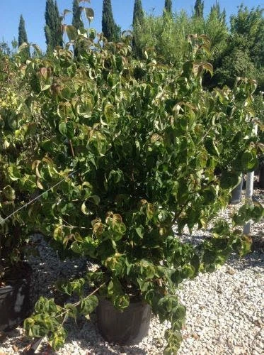 Japanse Kornoelje (Cornus Kousa 'Weisse Fontaine') 5 Japanse Kornoelje (Cornus Kousa 'Weisse Fontaine') - Afbeelding 3