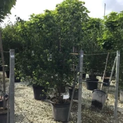 Japanse Kornoelje (Cornus Kousa 'Weisse Fontaine') 9 Japanse Kornoelje (Cornus Kousa 'Weisse Fontaine') -Aanbiedingen Bloem Land Winkel cornuskousa175