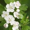 Meidoorn Als Boom (Crataegus Monogyna 'Stricta') -Aanbiedingen Bloem Land Winkel crataegus bloesemv01