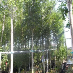 Meidoorn Als Boom (Crataegus Lavallei 'Carrierei') 7 Meidoorn Als Boom (Crataegus Lavallei 'Carrierei') -Aanbiedingen Bloem Land Winkel crataegus lavallei carrierei 14 16ho cont