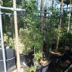 Meidoorn Als Boom (Crataegus Monogyna 'Stricta') -Aanbiedingen Bloem Land Winkel crataegus monogyna 125 150 175 c7