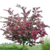 Rode Meidoorn (Crataegus Laevigata 'Paul's Scarlet') -Aanbiedingen Bloem Land Winkel crataegus x media paul s scarlet01