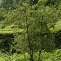 Chileense Lantaarnboom (Crinodendron Hookerianum) -Aanbiedingen Bloem Land Winkel crinodendron