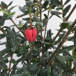 Chileense Lantaarnboom (Crinodendron Hookerianum) -Aanbiedingen Bloem Land Winkel crinodendron hookerianum c20 1 1
