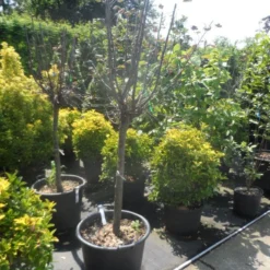 Kweepeer (Cydonia Oblonga) 13 Kweepeer (Cydonia Oblonga) -Aanbiedingen Bloem Land Winkel cydonia oblonga halfstam 14 16 18