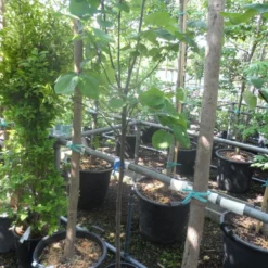 Kweepeer (Cydonia Oblonga) 12 Kweepeer (Cydonia Oblonga) -Aanbiedingen Bloem Land Winkel cydonia oblonga halfstam 5 6 8 c10