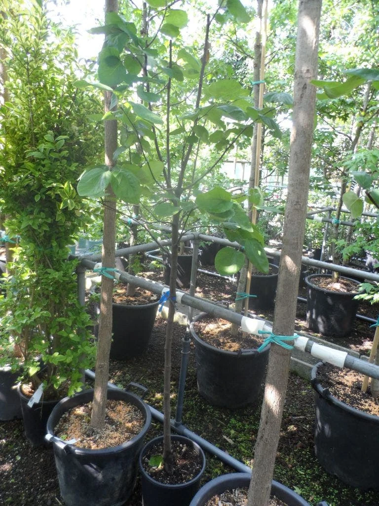 Kweepeer (Cydonia Oblonga) 7 Kweepeer (Cydonia Oblonga) - Afbeelding 5