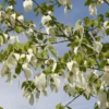 Zakdoekjesboom Als Struik (Davidia Involucrata) -Aanbiedingen Bloem Land Winkel davidia involucrata02 1