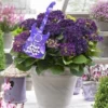 Hortensia Deep Purple Dance (Hydrangea 'Music Collection') -Aanbiedingen Bloem Land Winkel deep purple dance 2