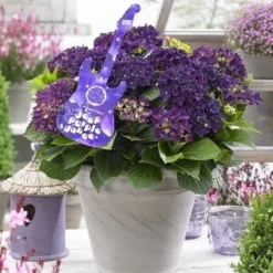 Aanbiedingen Bloem Land Winkel 19 Hortensia Deep Purple Dance (Hydrangea 'Music Collection')