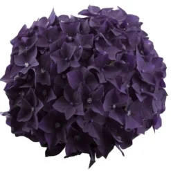 Hortensia Deep Purple Dance (Hydrangea 'Music Collection') -Aanbiedingen Bloem Land Winkel deep purple dance bloem 2